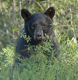 black bear behaving defensively