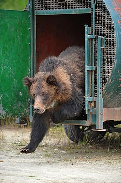 grizzly bear being released from a live trap during a relocation