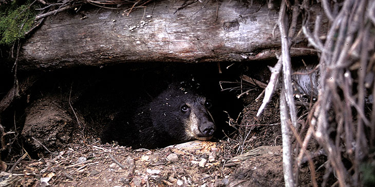 The Hoax of the Hibernating Bear 