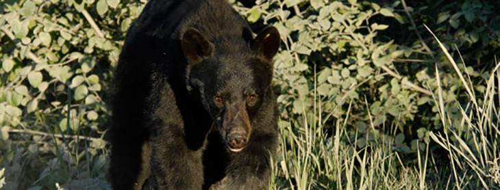 II. Understanding Black Bears: Behavior and Characteristics