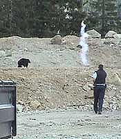 using noise deterrents to move bear away