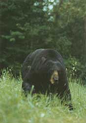 black bear behaving defensively