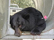 tranquilized bear in trap