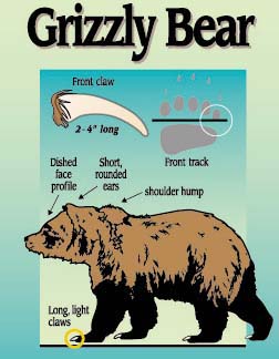 grizzly bear habitat for kids