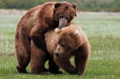 Grizzly bear photo tour, Alaska