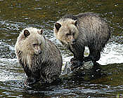 viewing grizzly cubs on tour in BC