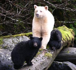 Spirit bear family on bear viewing tour, BC