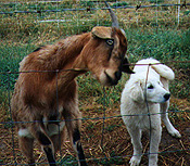 Livestock Guardian Dog protecting goat
