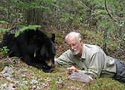 Dr. Lynn Rogers measures heart rate of black bear