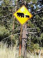 sample bear crossing sign