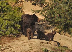 viewing black bears on Whistler Blackcomb tour