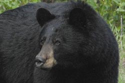 black bear draws down and squares off upper lip - becoming defensive