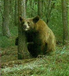bear behaving defensively (swatting the ground)