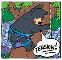 black bears climb trees