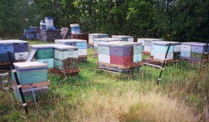 bee hives portected by electric fence as a bear deterrent