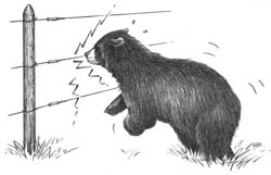 electric fence deters a bear
