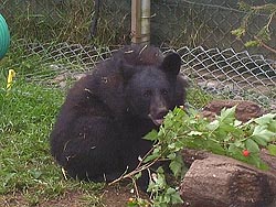 orphaned bear that was rescued and will be cared for until a wild release in the spring