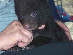 very young bear cub being cared for at a rehab centre