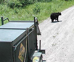 black bear being released from live trap during relocation