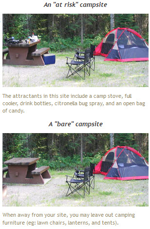 bear safe camping do's and dont's