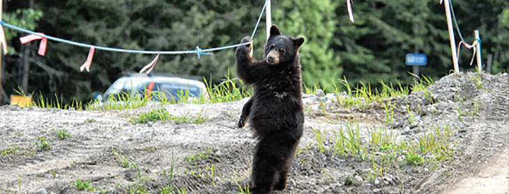 Bear Behaviour - Understanding black and grizzly bears - 