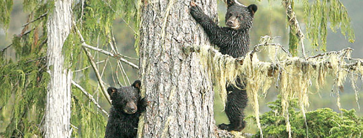 black bear cubs seek safety in a tree
