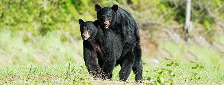 black bears mating