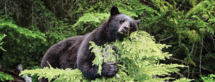black bear resting