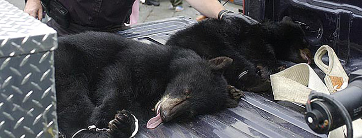 cubs that were captured on their way to a release site