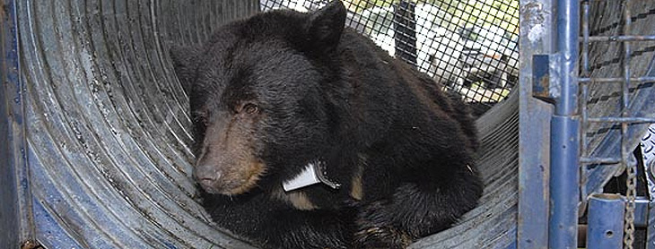 bear captured in a live trap