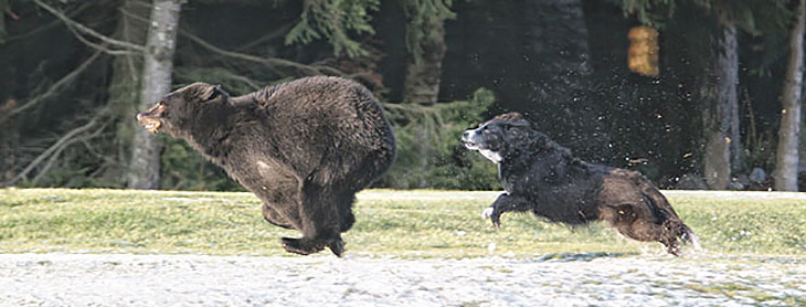 dog chasing a bear off golf course