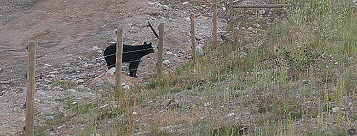 electric fence to deter bears
