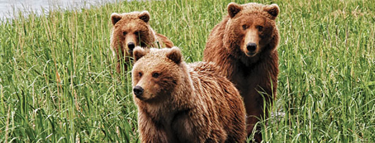grizzly bear family