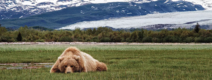 grizzly bear habitat