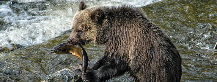 grizzly cub fishing