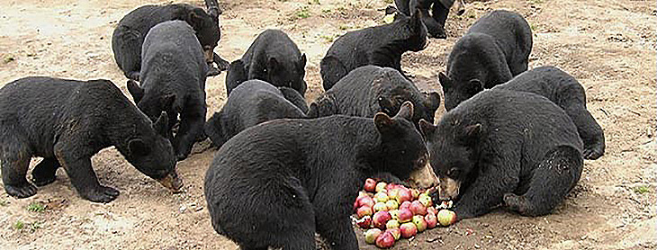 bears eating apples at a cub rescue, care and wild release facility
