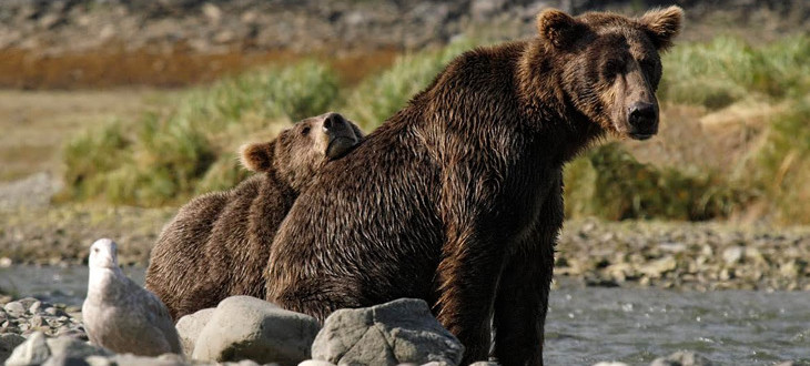 A grizzly mother and her cub
