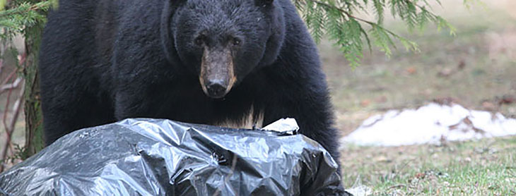 black bear accessing garbage