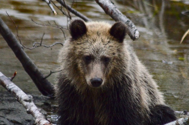Queenie's grizzly bear cub