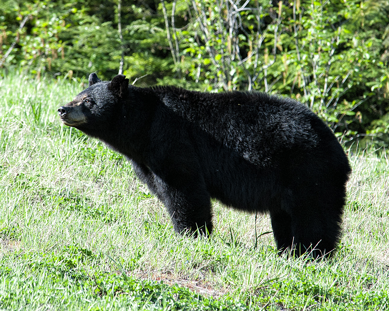 black bear - side profile - because the bear is on a slope the rump doesn&a...