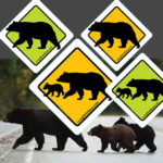 bear smart signs