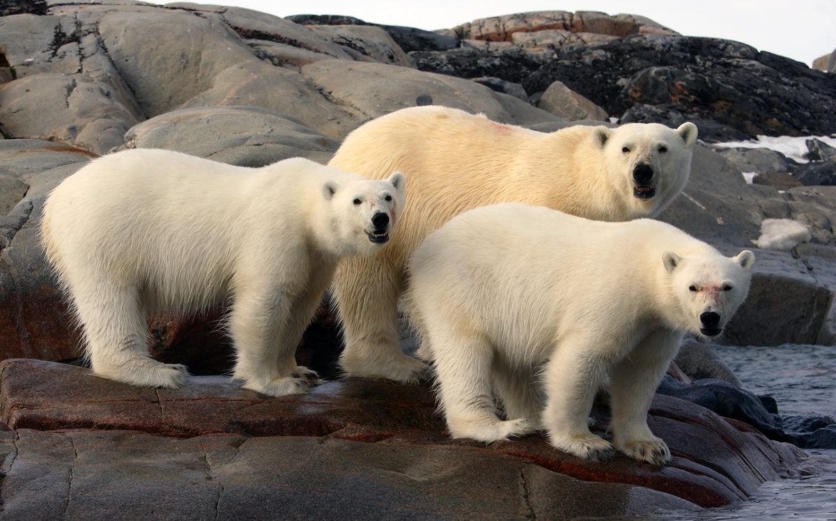 Polar Bear Photo Tour - Svalbard, Norway